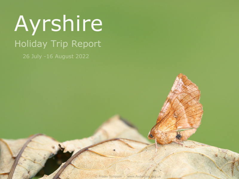 New trip report from Ayrshire 26 July - 16 August 2022 � Fraser Simpson