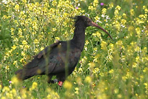 Northern Bald Ibis �2006 Fraser Simpson