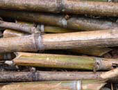 Bamboo Stack, Peru