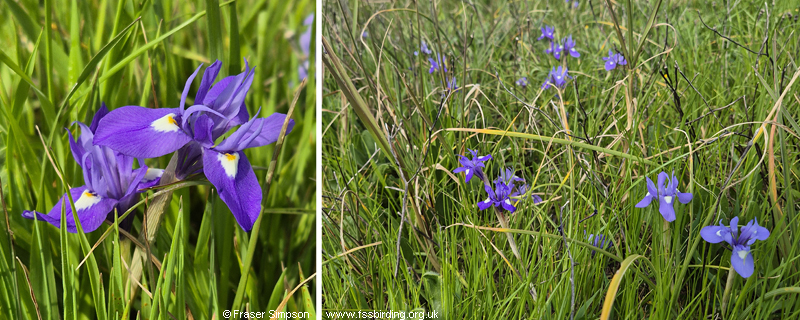 Barbary Nut (Moraea sisyrinchium), Playa de Retin, Andaluc�a, Spain � Fraser Simpson