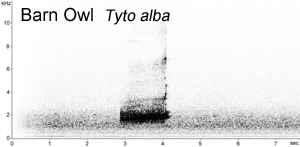 Barn Owl spectrogram � Fraser Simpson