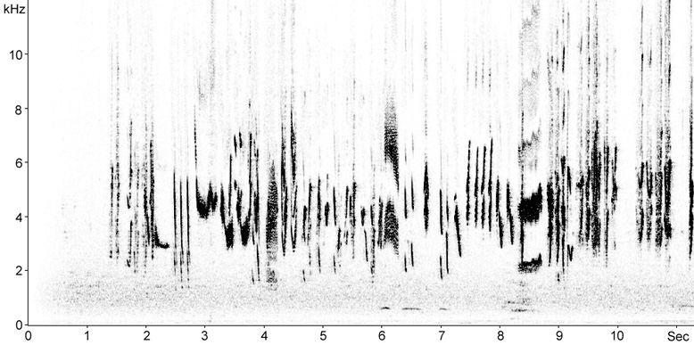 Sonogram of Barn Swallow song