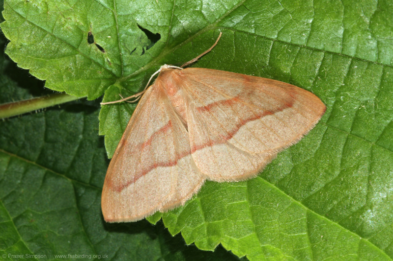 Barred Red (Campaea margaritaria) © Fraser Simpson