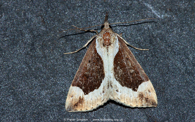 Beautiful Snout�Hypena crassalis) � Fraser Simpson