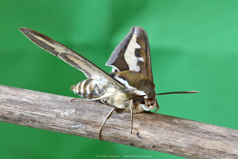 Bedstraw Hawk-moth (Hyles gallii) © Fraser Simpson