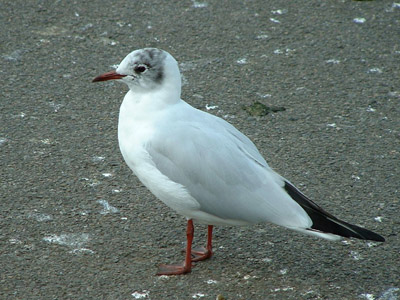 Adult/Winter or Non-breeding Plumage
