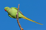 Ring-necked Parakeet © Fraser Simpson