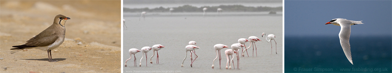 Collared Pratincole, Greater Flamingo, Caspian Tern  Fraser Simpson
