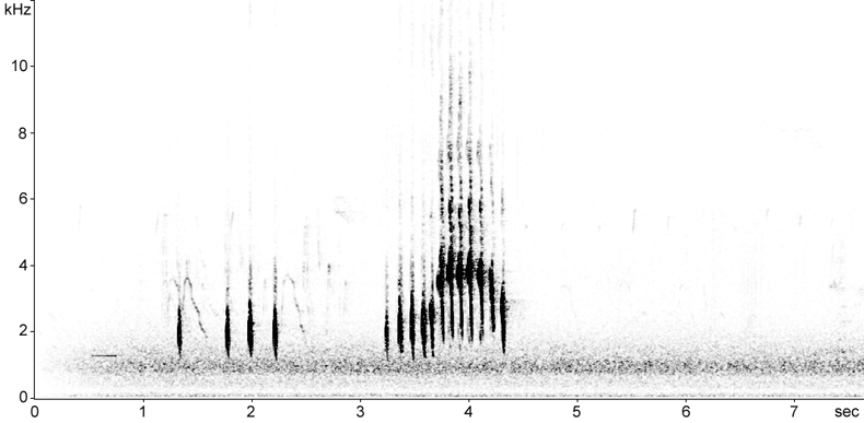 Sonogram of Blackbird alarm call