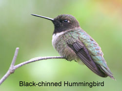 Black-chinned Hummingbird © 2006  F. S. Simpson