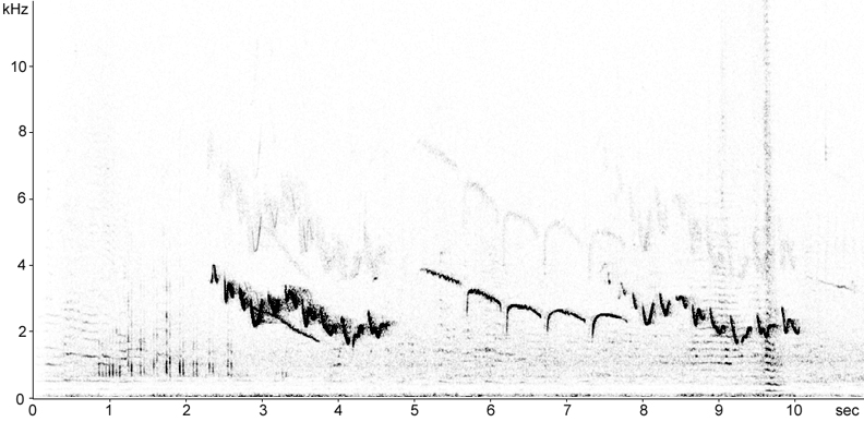 Sonogram of Black-crowned Tchagra song in flight