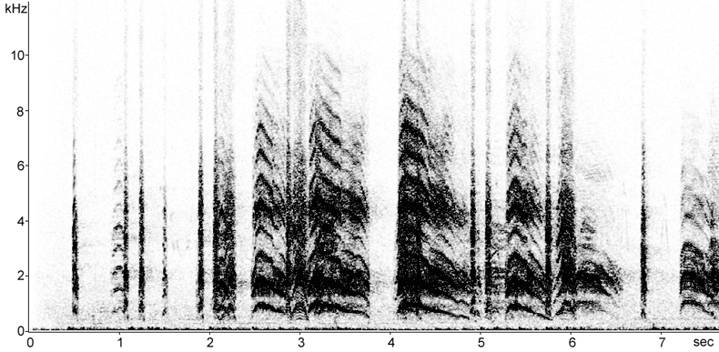 Sonogram of calls from Black-headed Gull colony