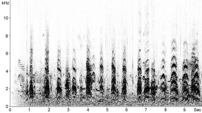 Sonogram of calls from Black-headed Gull colony