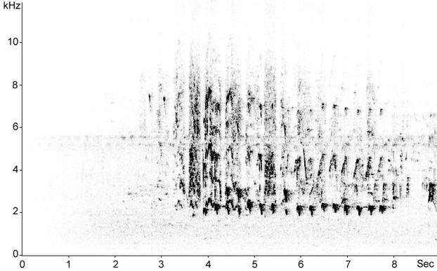 Sonogram of Black Kite calls