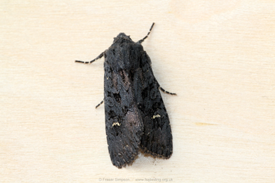 Black Rustic (Aporophyla nigra) � Fraser Simpson
