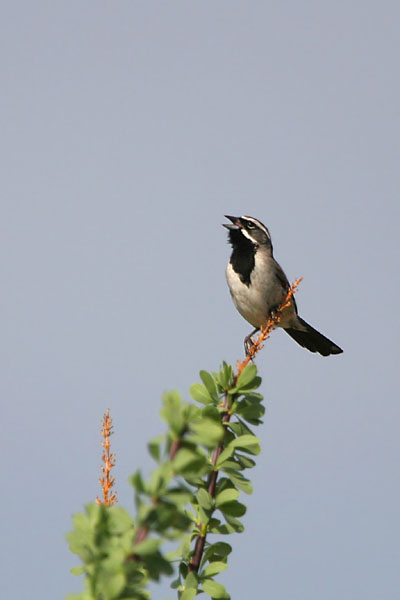 Black-throated Sparrow 2006 Fraser Simpson