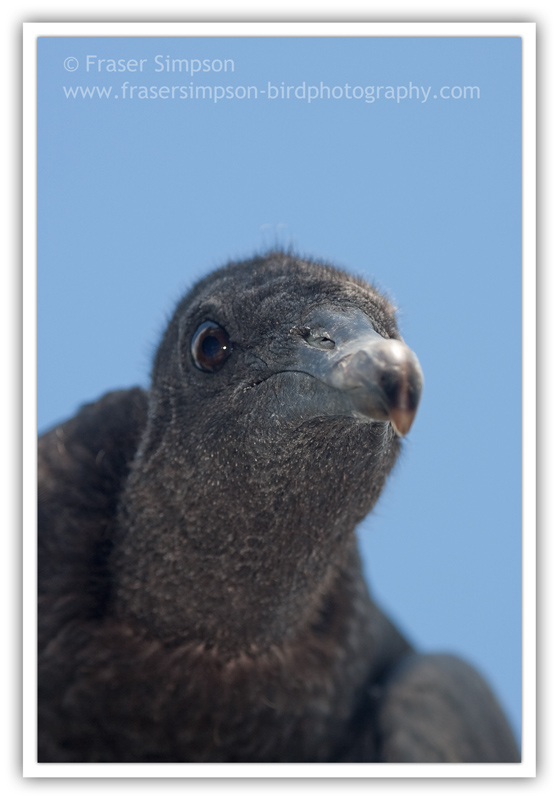 Black Vulture  (Coragyps atratus) � 2010 Fraser Simpson