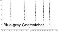 Blue-gray Gnatcatcher  (Polioptila caerulea) sonogram � Fraser Simpson