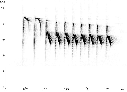 Sonogram of Blue Tit song