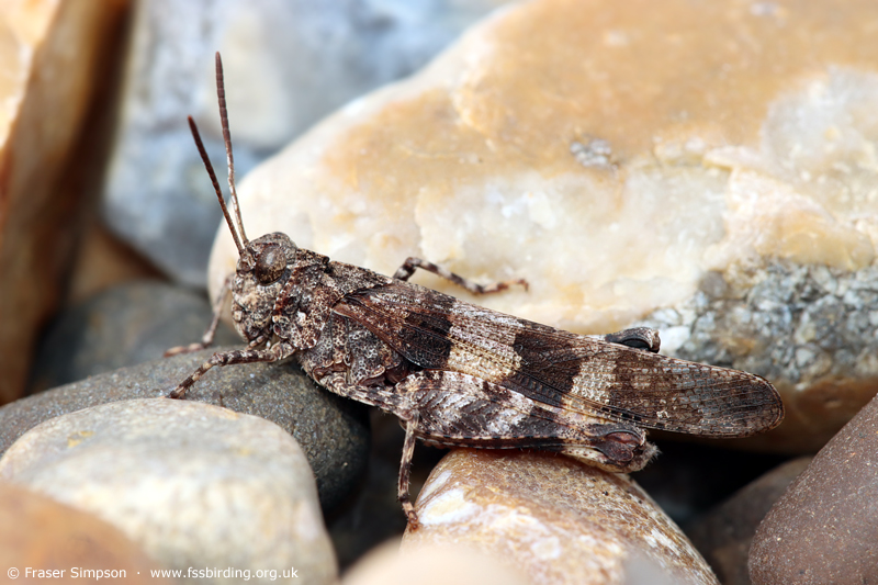 Blue-winged Grasshopper (Oedipoda caerulescens) © Fraser Simpson