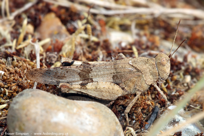 Blue-winged Grasshopper (Oedipoda caerulescens) © Fraser Simpson