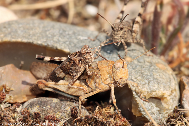 Blue-winged Grasshopper (Oedipoda caerulescens) © Fraser Simpson