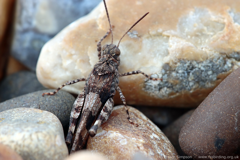 Blue-winged Grasshopper (Oedipoda caerulescens) © Fraser Simpson