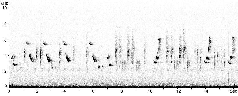 Sonogram of Blyth's Reed Warbler
