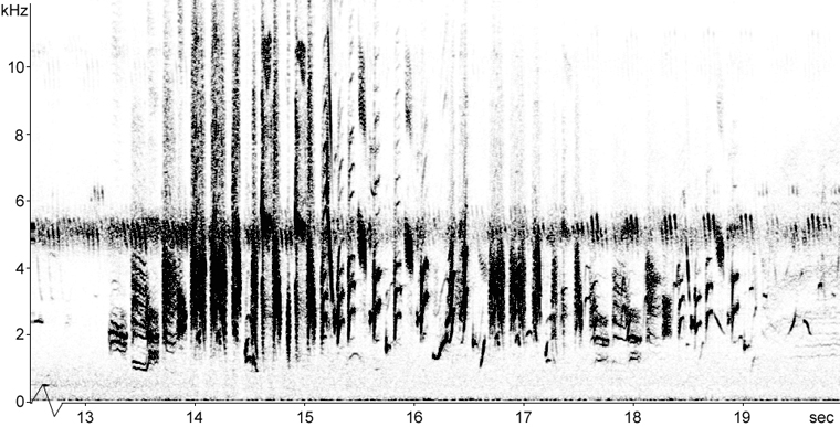 Sonogram of Bobolink song uttered during display flight