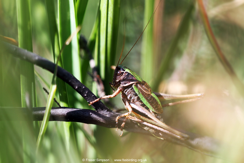 Bog Bush-cricket (Metrioptera brachyptera) © Fraser Simpson