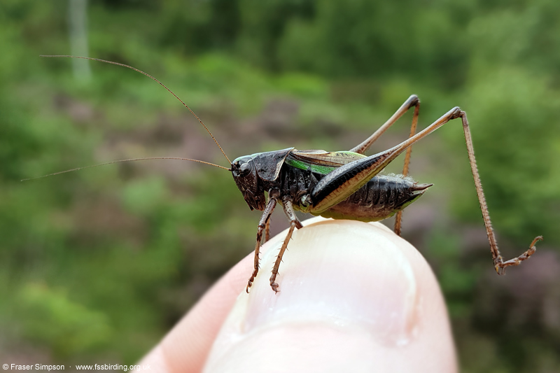 Bog Bush-cricket (Metrioptera brachyptera) © Fraser Simpson