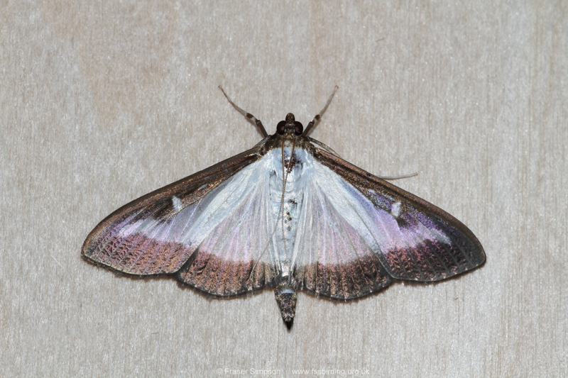 Box-tree Moth (Cydalima perspectalis) © Fraser Simpson