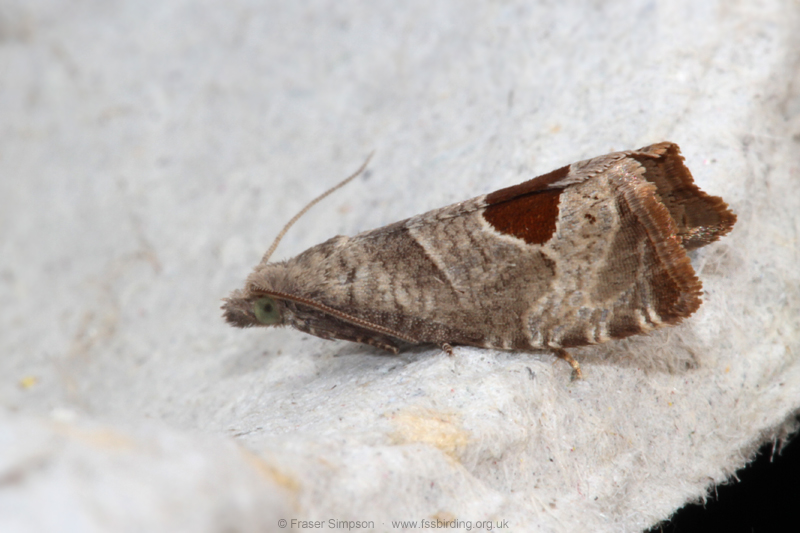 Bramble Shoot Moth (Notocelia uddmanniana) © Fraser Simpson