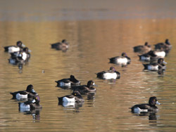 Tufted Ducks, Brent Res ©2005 Fraser Simpson