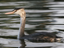 Great Crested Grebe, Brent Res ©2005 Fraser Simpson