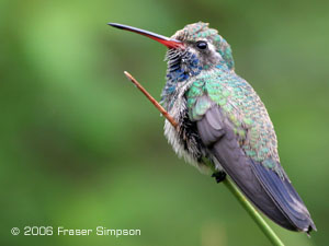 Broad-billed hummingbird �2006 Fraser Simpson