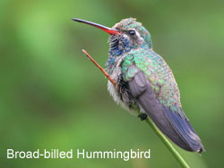 Broad-billed Hummingbird © 2006  F. S. Simpson