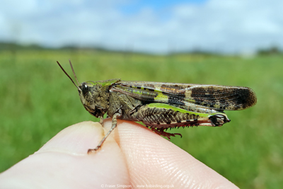 Broad Green-winged Grasshopper (Aiolopus strepens)  Fraser Simpson