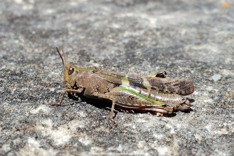 Broad Green-winged Grasshopper (Aiolopus strepens) © Fraser Simpson