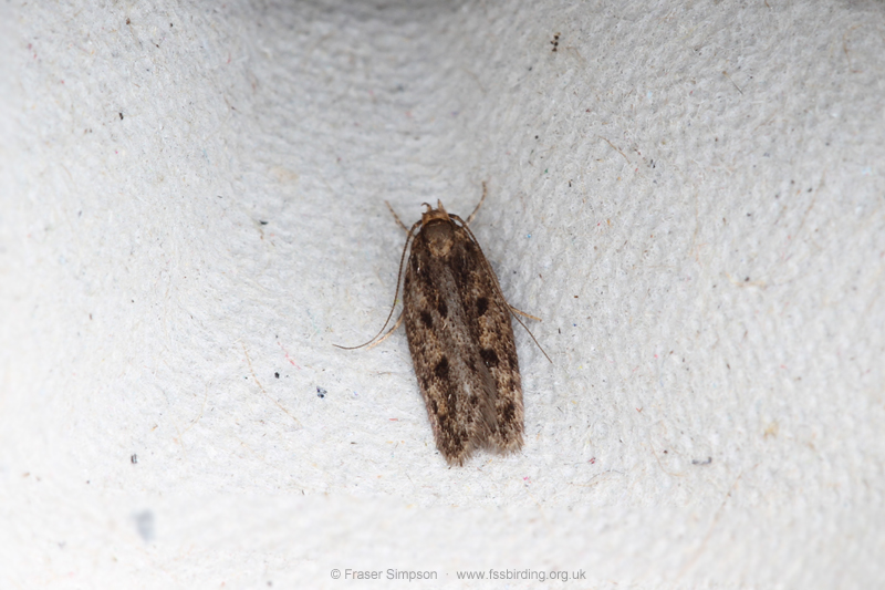 Brown House-moth (Hofmannophila pseudospretella) � Fraser Simpson