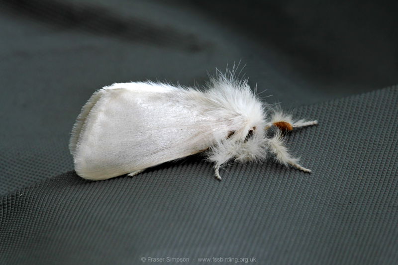 Brown-tail (Euproctis chrysorrhoea) © Fraser Simpson