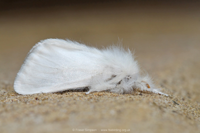 Brown-tail (Euproctis chrysorrhoea) © Fraser Simpson