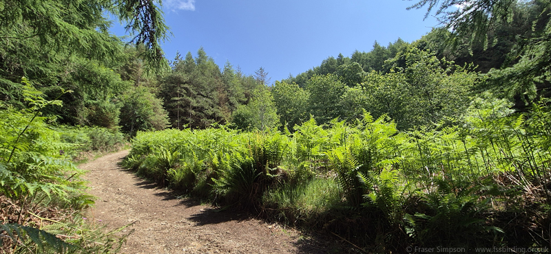 Brundholme Wood  Fraser Simpson 2025