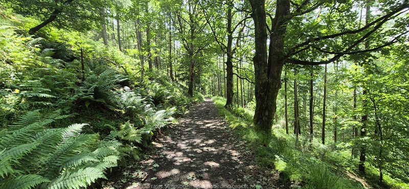 Brundholme Wood trail  Fraser Simpson 2025