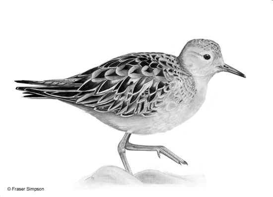 Buff-breasted Sandpiper drawing © Fraser Simpson