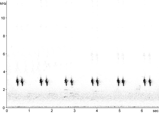 Sonogram of Bullfinch call