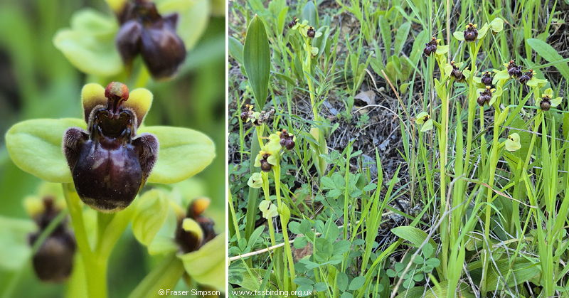 Bumblebee Orchid (Ophrys bombylifora), Atlanterra, Andaluc�a, Spain � Fraser Simpson