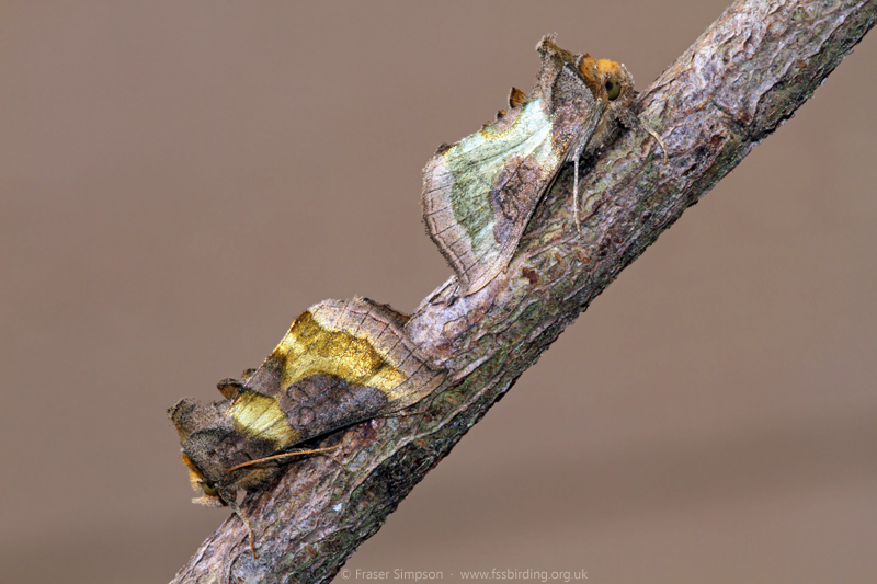 Burnished Brass (Diachrysia chrysitis) © Fraser Simpson