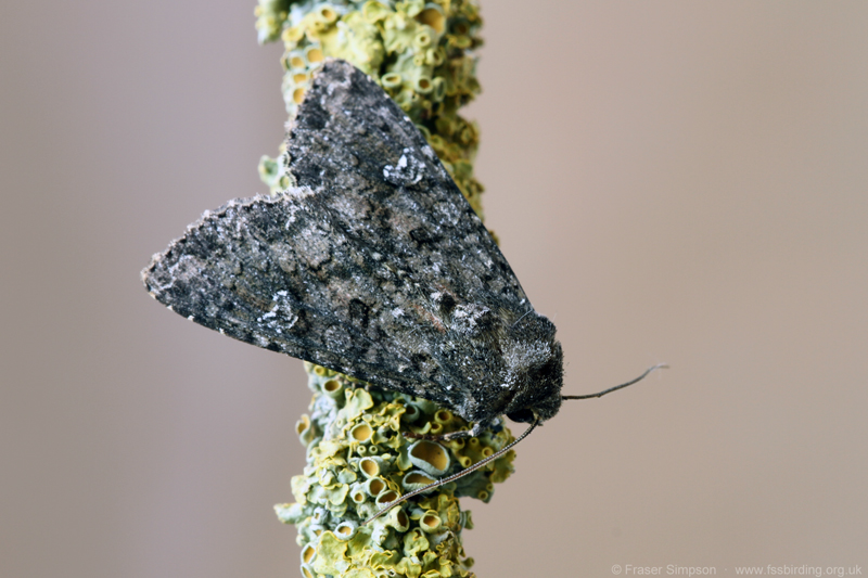 Cabbage Moth (Mamestra brassicae) © Fraser Simpson