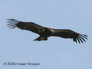 California Condor �2006 Fraser Simpson